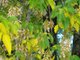 box elder