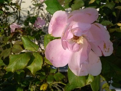 Pink Roses