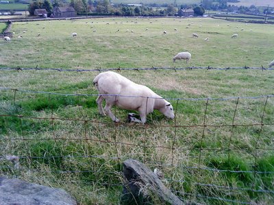The human race eating consumer grass