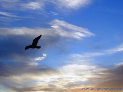 Mark Brink photo