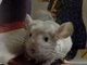 woubie