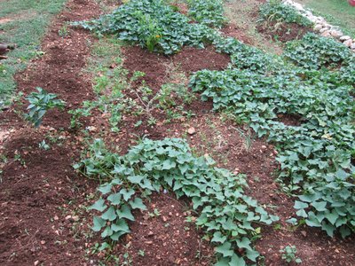Plant my seeds watching them grow now ~Check my song #PeopleCrying :) <3 #OhSoPropa