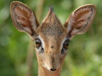 Thomas Merrick photo
