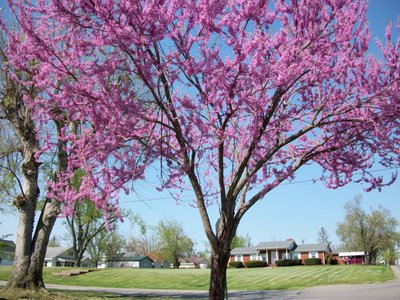 Kentucky Country photo