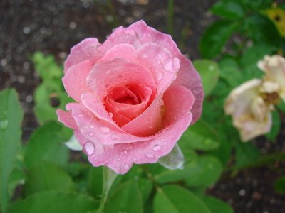 Gail Carson photo
