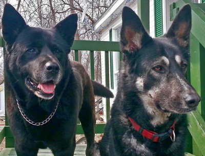 My little puppies: Buddy & Sophie