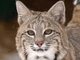 It's a bobcat!