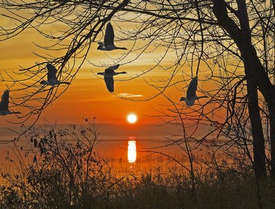 Les Outardes (wild Geese)..........Late fall, Lake of Two Mountains, Kanesatake/Oka, Quebec
