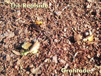 Gratitude (Reggae - November 2014)