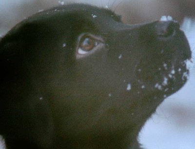Our friend Cobalt