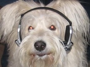 Studio Assistant