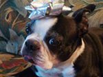Exploiting my pet to help sell CDs!