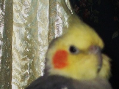 Sammy the Bird