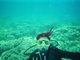 the great barrier reef 