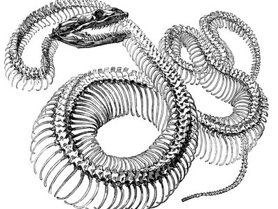 Songs For Snakes photo