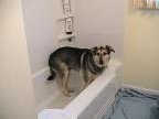 Dog In A Bathtub