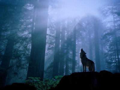 Wolf Dimension photo