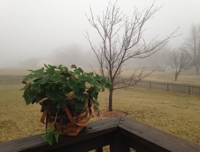 Misty March Morning.