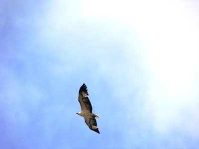 Shimona photo