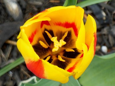 New tulip in our garden 4-26-15!