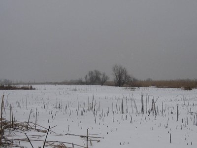 Voland photo