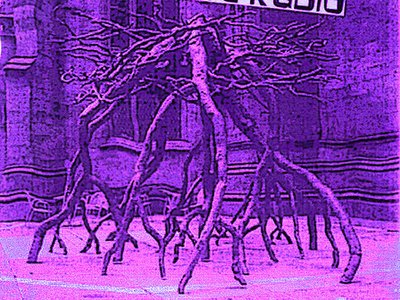Songs For Snakes photo