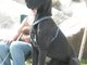 my beautiful great dane apollo