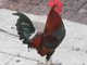 Cock of the Block