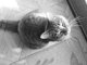roxie the cat