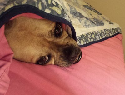 My Pepsi not wanting to get up in the early am !