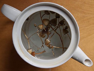 Mushroom Tea