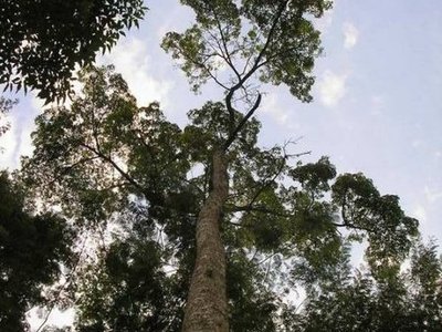 Tree photo by aurea regina