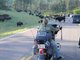 going thru a Buffalo herd