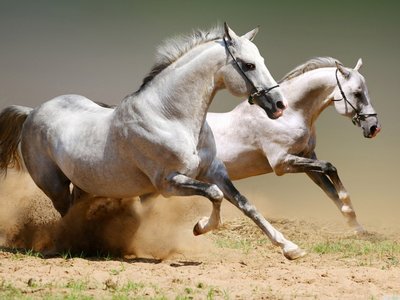 SCORPIO - LOVING, TENACIOUS, LOYAL AND NOT TO BE CROSSED!!
