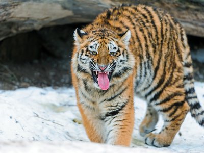 A LIVING BEAUTY. CRUEL HUMANS - BUGGER OFF, LEAVE THEM ALONE OR DIE!!
