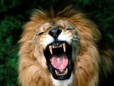 LIONS AND TIGERS AND BEARS - OH GOD!!