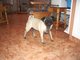 cute dog =)
