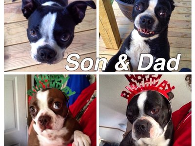 My Boston Terriers
Top left, Baxter top right, Bossy Boy
Bottom left,Koko ,
Bottom right, Miss Tenn