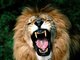 IRON LION