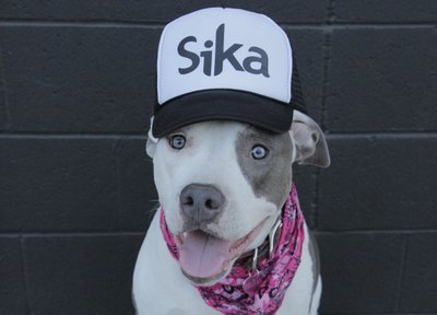 Sika photo