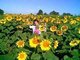 In full bloom in Pinkneyville, Illinois