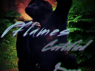 Pflames photo