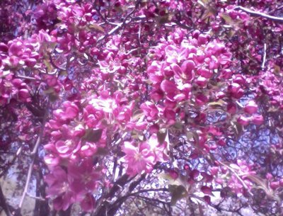 photo 36 X 42