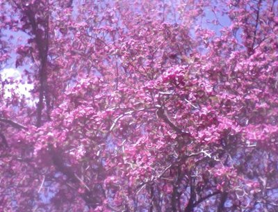 photo 24 X 36