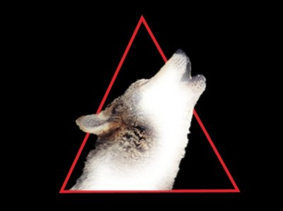 The Night Howls photo