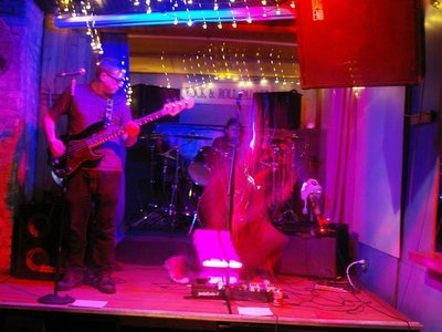 The Night Howls photo