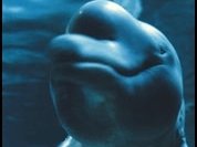 Chuckles the Dolphin was a fine friend!