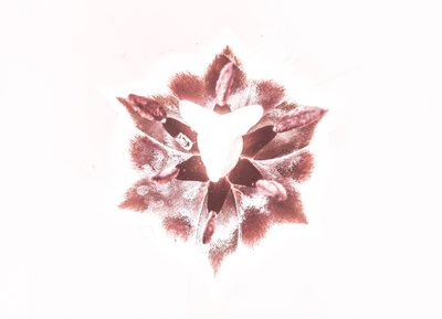 Edoardo Salazar photo