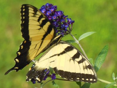 Butterfly visits our butterfly bush!