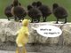 Duck's